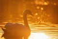 Wild bird mute swan in spring on evening pond