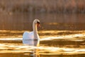 Wild bird mute swan in spring on evening pond