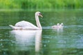 Wild bird mute swan in spring on pond
