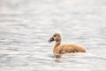 Wild bird mute swan in spring on pond