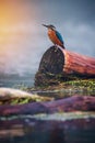 European Kingfisher, Alcedo atthis