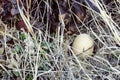 Wild Bird Nest Royalty Free Stock Photo