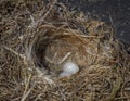Wild bird nest with two eggs Royalty Free Stock Photo