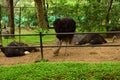 Wild Bird Ostrich Big Bird Standing in Zoological Park Stock Photograph Image