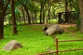 Wild Bird Ostrich Big Bird Standing in Zoological Park Stock Photograph Image