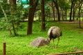 Wild Bird Ostrich Big Bird Standing in Zoological Park Stock Photograph Image