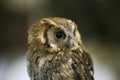 Wild bird owl with big eyes. Choliba. Closeup in bokeh lights