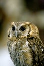 Wild bird owl with big eyes. Choliba. Closeup in bokeh lights