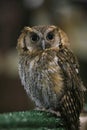 Wild bird owl with big eyes. Choliba. Closeup in bokeh lights