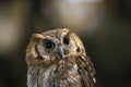 Wild bird owl with big eyes. Choliba. Closeup in bokeh lights