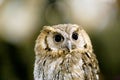 Wild bird owl with big eyes. Choliba. Closeup in bokeh lights