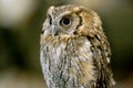 Wild bird owl with big eyes. Choliba. Closeup in bokeh lights