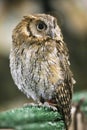 Wild bird owl with big eyes. Choliba. Closeup in bokeh lights