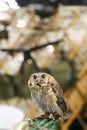 Wild bird owl with big eyes. Choliba. Closeup in bokeh lights