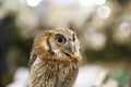 Wild bird owl with big eyes. Choliba. Closeup in bokeh lights