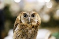 Wild bird owl with big eyes. Choliba. Closeup in bokeh lights