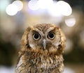 Wild bird owl with big eyes. Choliba. Closeup in bokeh lights