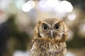 Wild bird owl with big eyes. Choliba. Closeup in bokeh lights