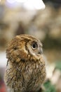 Wild bird owl with big eyes. Choliba. Closeup in bokeh lights