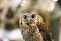 Wild bird owl with big eyes. Choliba. Closeup in bokeh lights