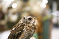 Wild bird owl with big eyes. Choliba. Closeup in bokeh lights