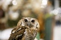 Wild bird owl with big eyes. Choliba. Closeup in bokeh lights