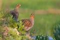 Wild bird partridge. Warm colors nature background. Bird: Grey Partridge Perdix perdix