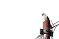 Wild bird perched on electric tower, white background