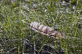 Wild bird of pray hawk feather in dewy meadow grass Royalty Free Stock Photo