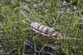 Wild bird of pray hawk feather in dewy meadow grass