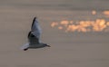 A wild bird flying at the time of sunset . Royalty Free Stock Photo