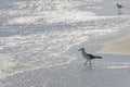 Wild bird on romanian beach Royalty Free Stock Photo