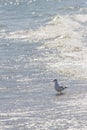 Wild bird on romanian beach Royalty Free Stock Photo