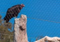 California condor endangered vulture held in captivity at the San Diego zoo