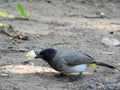 Wild bird with scavenged bread