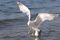 Wild bird seeks food in sea water