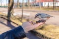 A wild bird sits on a human palm and eats seeds, a nuthatch feeds a person