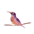 Wild bird sitting on a branch. Brown, pink and violet hand painted watercolor. Vintage colorful illustration isolated on white