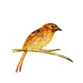 Wild bird sitting on a branch. Brown and yellow hand painted watercolor. Vintage colorful illustration isolated on white
