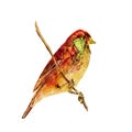 Wild bird sitting on a branch. Red and green hand painted watercolor. Vintage colorful illustration isolated on white background