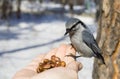 Wild bird sitting on hand