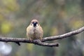 Wild bird Sparrow in forest sits on a brach.