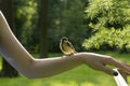 Wild bird titmouse, tomtit, chickadee with yellow feathers sits