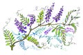 Wild bird vetch, forest plant, graphic drawing