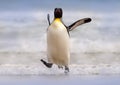 Wild bird in the water. Big King penguin jumps out of the blue water after swimming through the ocean in Falkland Island. Wildlife Royalty Free Stock Photo