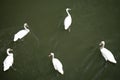 Wild bird. A white swan floating in the water. Top view on wild swan swimming on the lake Royalty Free Stock Photo