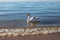 Beautiful white swan swimming on water surface, side view. Elegant wild bird floating alone outdoors in sea. Animal protection