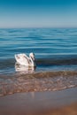 Beautiful white swan swimming on water surface, side view. Elegant wild bird floating alone outdoors in sea. Animal protection