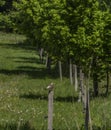 Wild bird on wooden post in green fresh spring day Royalty Free Stock Photo