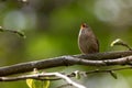 Wild bird wren, troglodytes troglodytes, perched on a tree branch singing with eyes closed